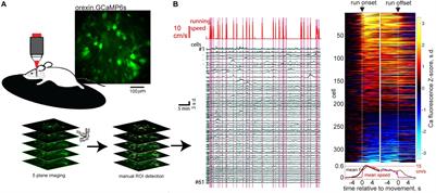 Orexin/Hypocretin and MCH Neurons: Cognitive and Motor Roles Beyond Arousal